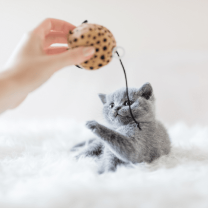 Cat Toys