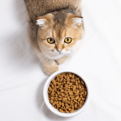 Cat food