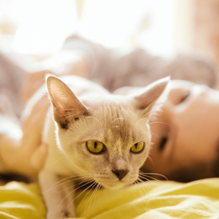 Cats Health Supplies