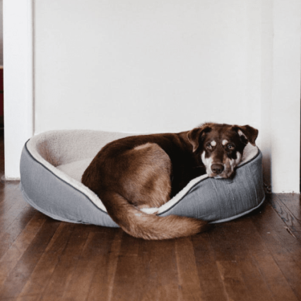 Dog Beds