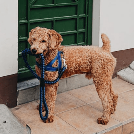 Dogs Collars, Harnesses & Leashes