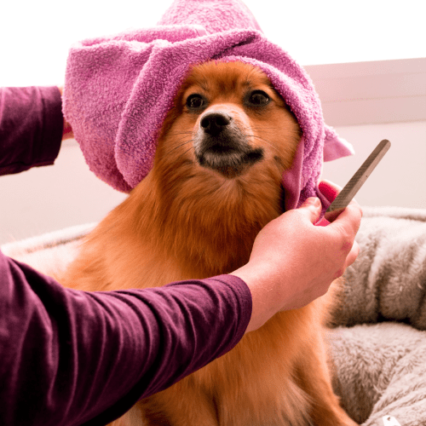 Dogs Grooming