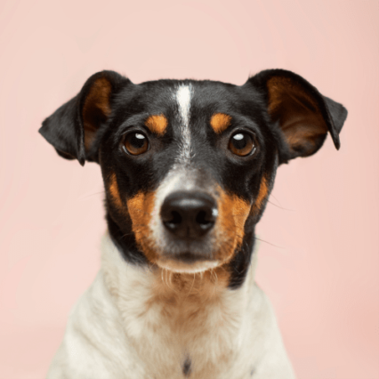 Dogs Health Supplies